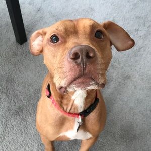 Meet your Posher, Carly